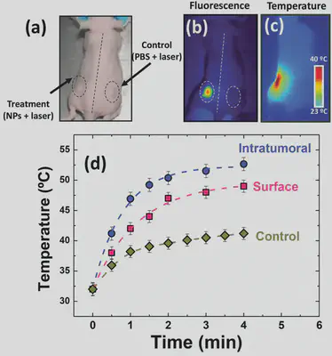 a) Imagen óptica de un ratón con dos tumores. b,c) Imágenes de fluorescencia infrarroja y térmica del mismo ratón bajo irradiación láser de 808 nm (4 W/cm2), respectivamente. d) Evolución temporal de la temperatura en la superficie del tumor obtenida a partir del análisis de imágenes térmicas infrarrojas. Fuente: https://onlinelibrary.wiley.com/doi/10.1002/adfm.201403653.